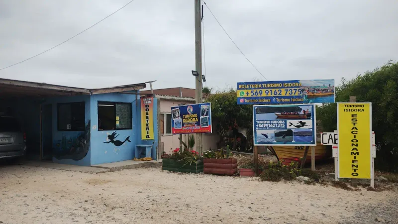 Avistamiento de ballena jorobada en la Reserva Chañaral de Aceituno