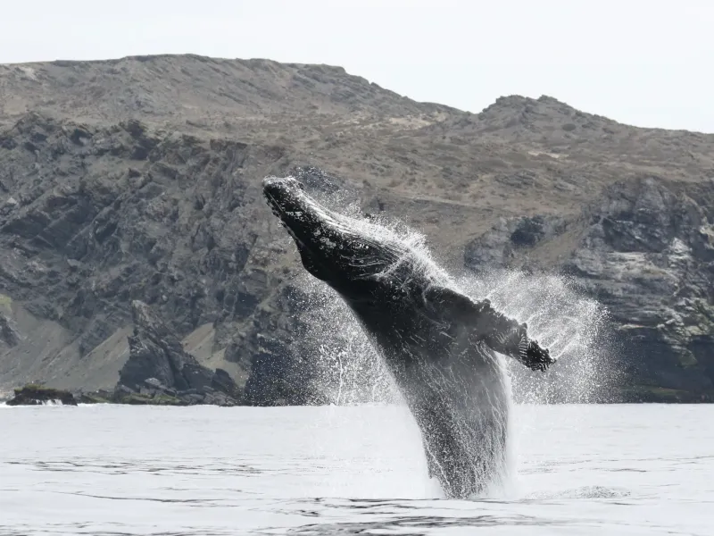 Experiencia de ecoturismo marino con Turismo Isidora en Atacama