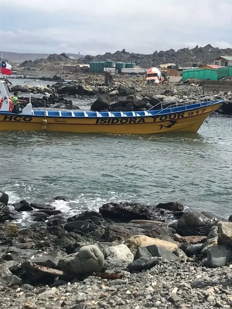 Fauna marina de la Reserva Chañaral de Aceituno durante tour guiado