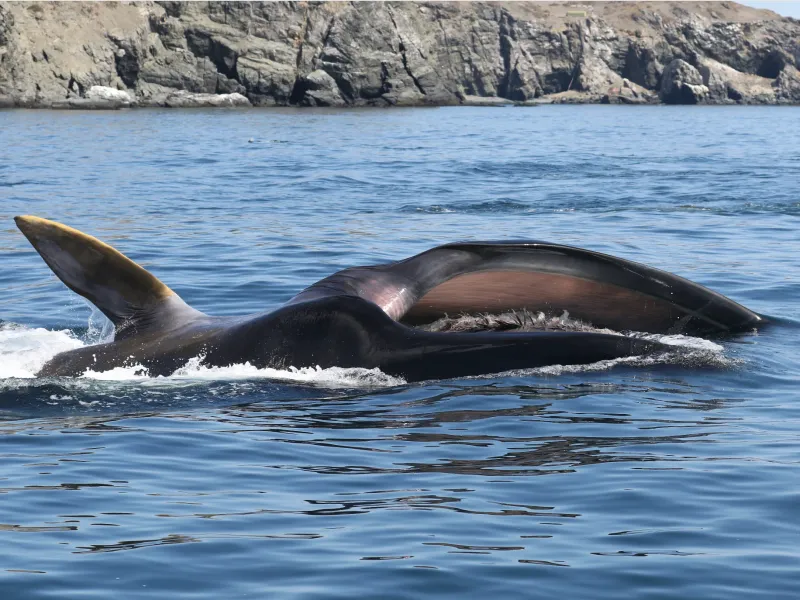 Tour de avistamiento de delfines con Turismo Isidora en el Pacífico chileno