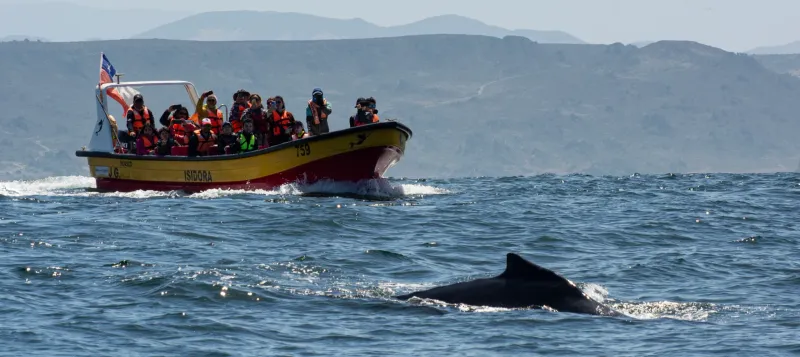 Ballena saliendo a la superficie durante un tour de cetáceos en Atacama