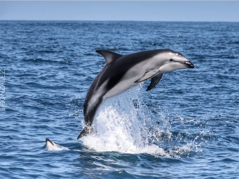 Tour de avistamiento de ballenas en el norte de Chile, Reserva Chañaral